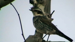 Turdus eunomus