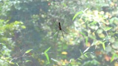 Nephila pilipes