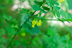 Hippocrepis emerus emerus