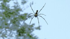 Nephila pilipes