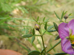 Fagonia cretica