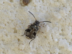 Bruchidius bimaculatus