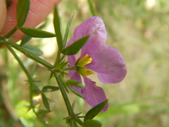 Fagonia cretica