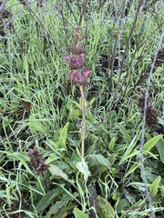 Salvia spathacea