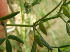 Fagonia cretica