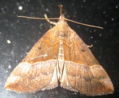 Hypena eductalis