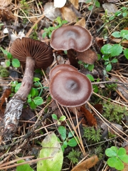 Cortinarius cinnamomeus