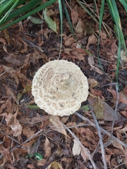 Saproamanita