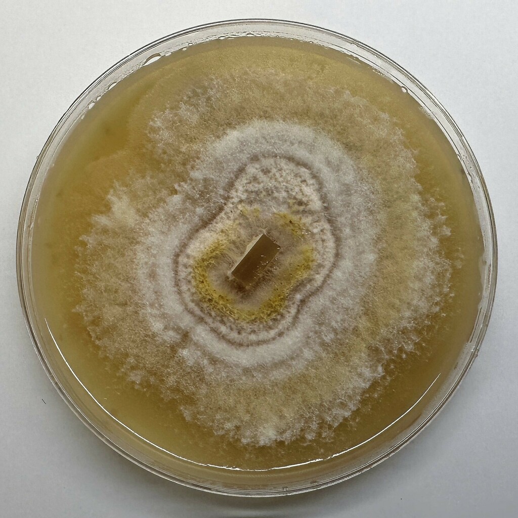 Fusarium brevicaudatum