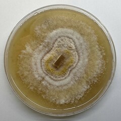 Fusarium brevicaudatum