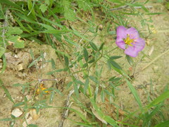 Fagonia cretica