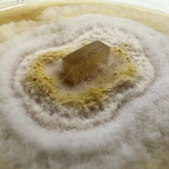 Fusarium brevicaudatum