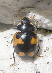 Ceratomegilla alpina