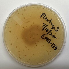 Fusarium brevicaudatum