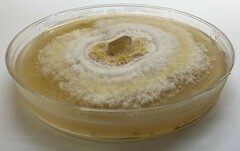 Fusarium brevicaudatum