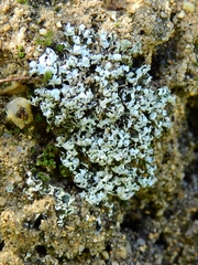 Cladonia foliacea