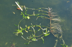 Potamogeton praelongus