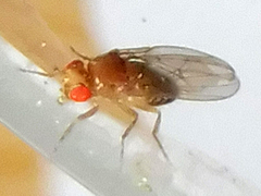 Drosophila melanogaster