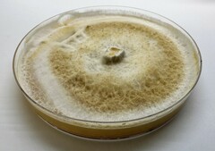 Omphalotus olivascens