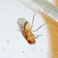 Drosophila melanogaster