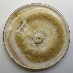 Omphalotus olivascens