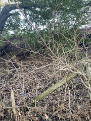 Toxicodendron diversilobum