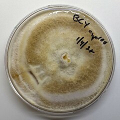 Omphalotus olivascens