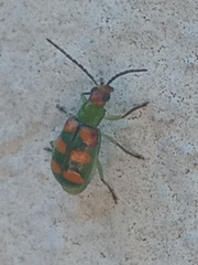 Diabrotica speciosa