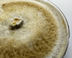 Omphalotus olivascens