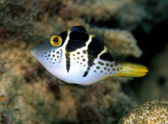 Paraluteres prionurus