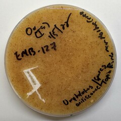 Omphalotus olivascens