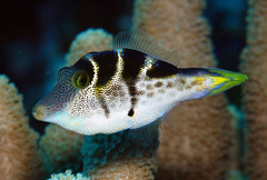 Paraluteres prionurus