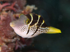 Paraluteres prionurus