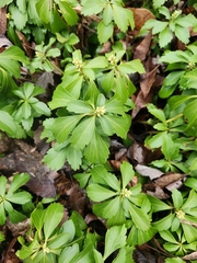 Pachysandra terminalis