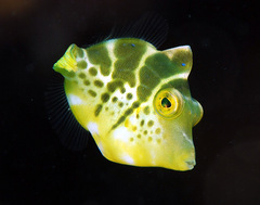 Paraluteres prionurus