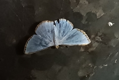 Leuciris