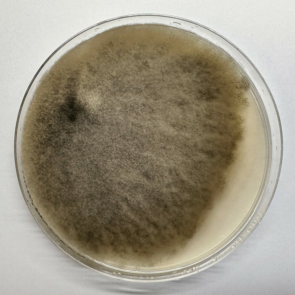 Alternaria alstroemeriae