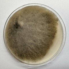 Alternaria alstroemeriae