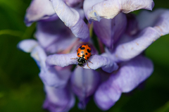 Hippodamia variegata
