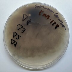 Alternaria alstroemeriae