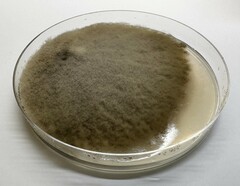 Alternaria alstroemeriae