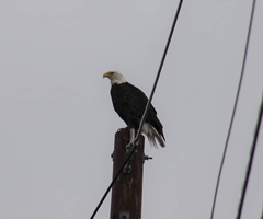 Haliaeetus leucocephalus washingtoniensis