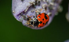 Hippodamia variegata