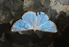 Leuciris