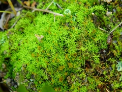 Tortella