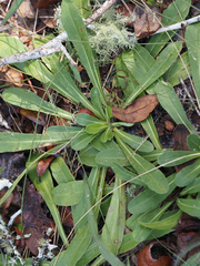Carphephorus corymbosus
