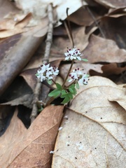 Erigenia bulbosa