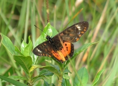 Acraea zetes
