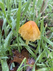 Bolbitius
