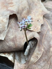 Erigenia bulbosa